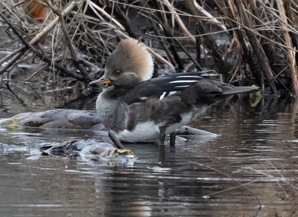 Smergo dal cappuccio - ML628001644