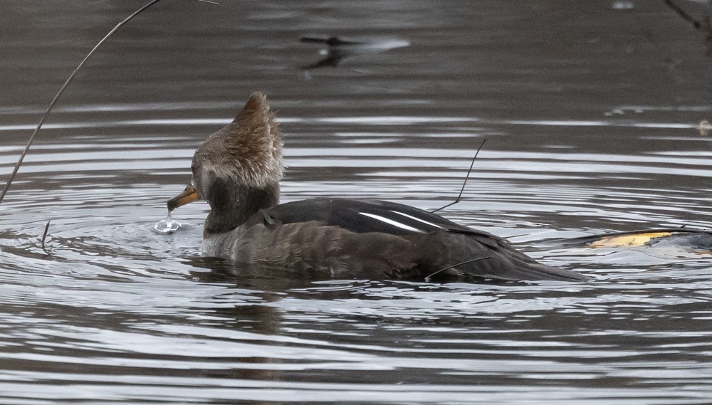 Smergo dal cappuccio - ML628001645