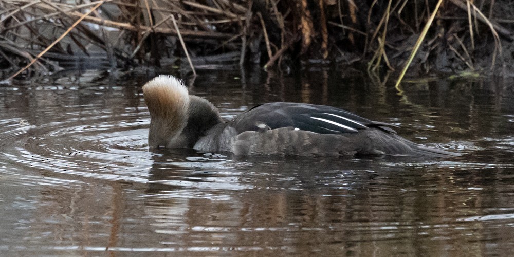 Smergo dal cappuccio - ML628001646