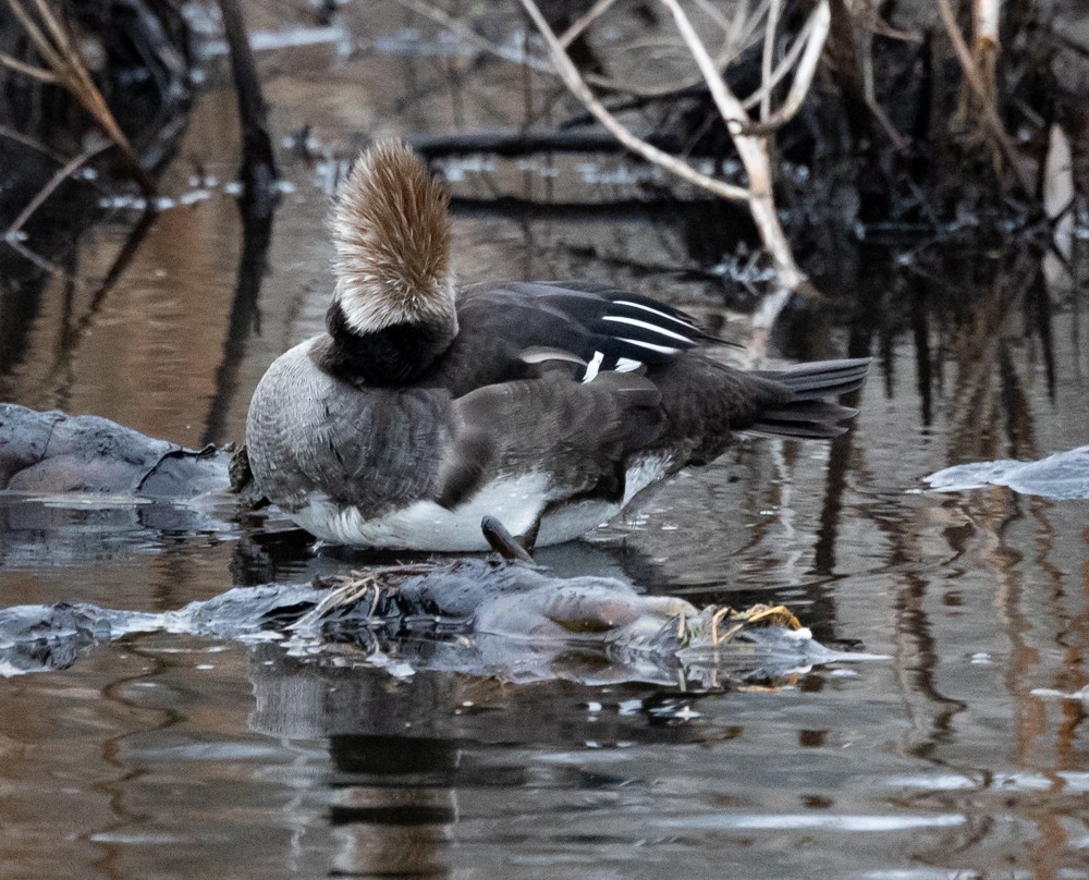 Smergo dal cappuccio - ML628001647