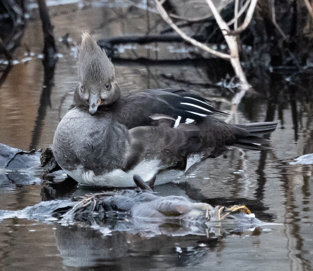 Smergo dal cappuccio - ML628001648