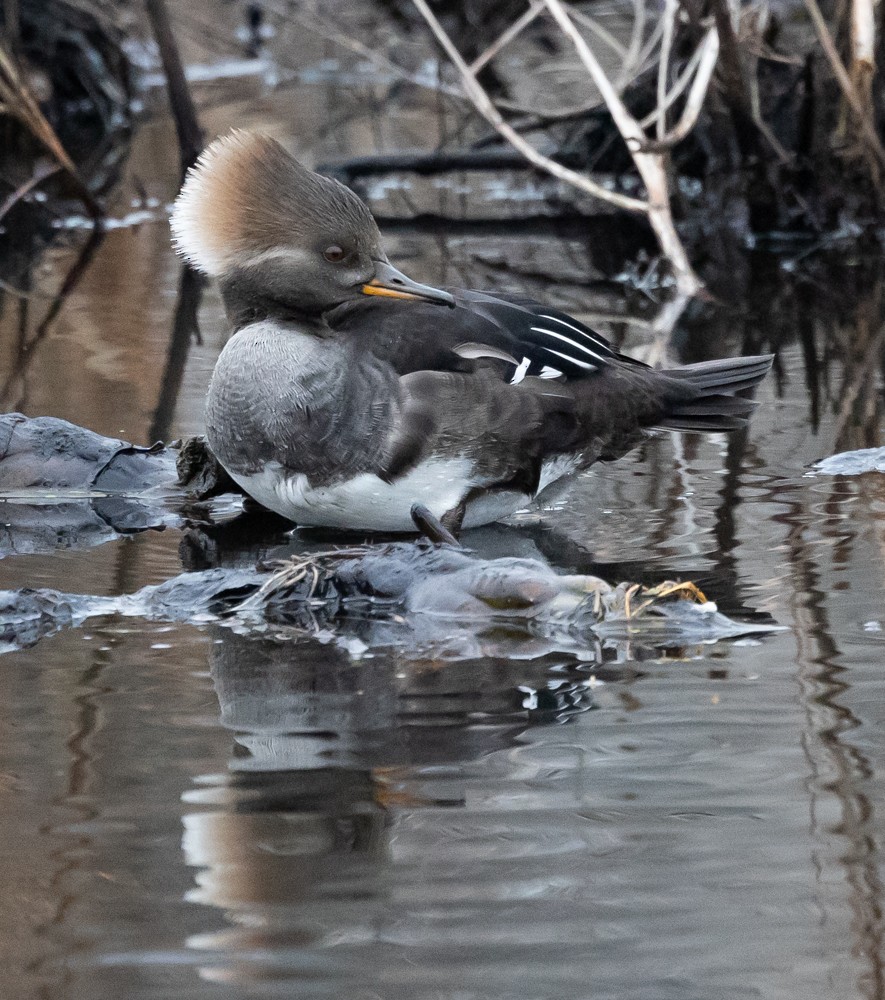 Smergo dal cappuccio - ML628001649