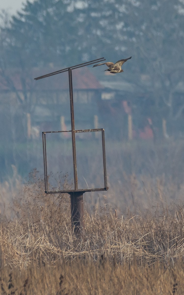 Common Buzzard - ML628001660