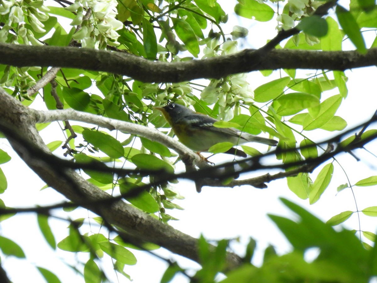 Northern Parula - ML628001739