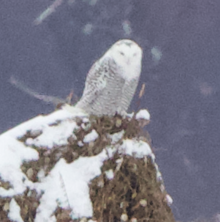 Snowy Owl - ML628001775