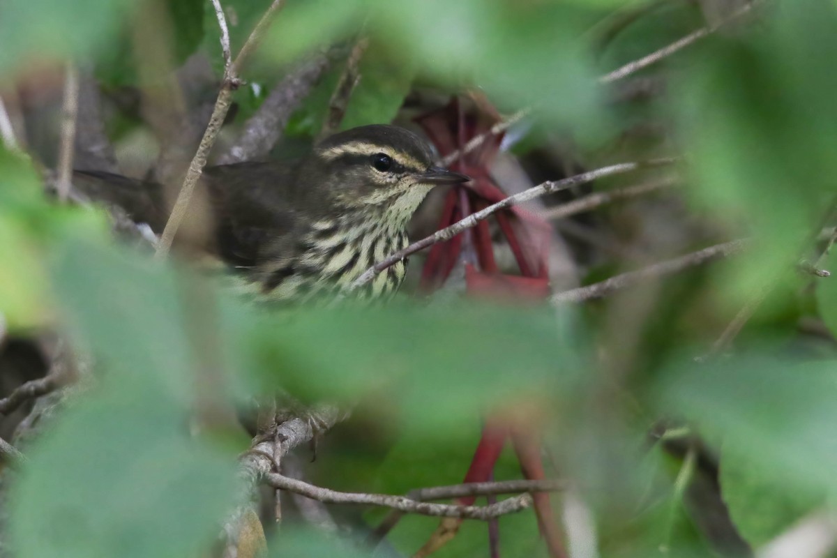 Northern Waterthrush - ML628001807