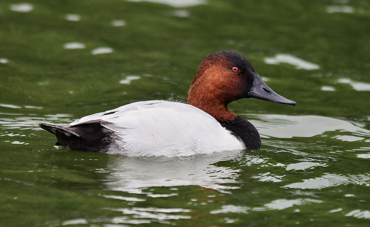 Canvasback - ML628001828