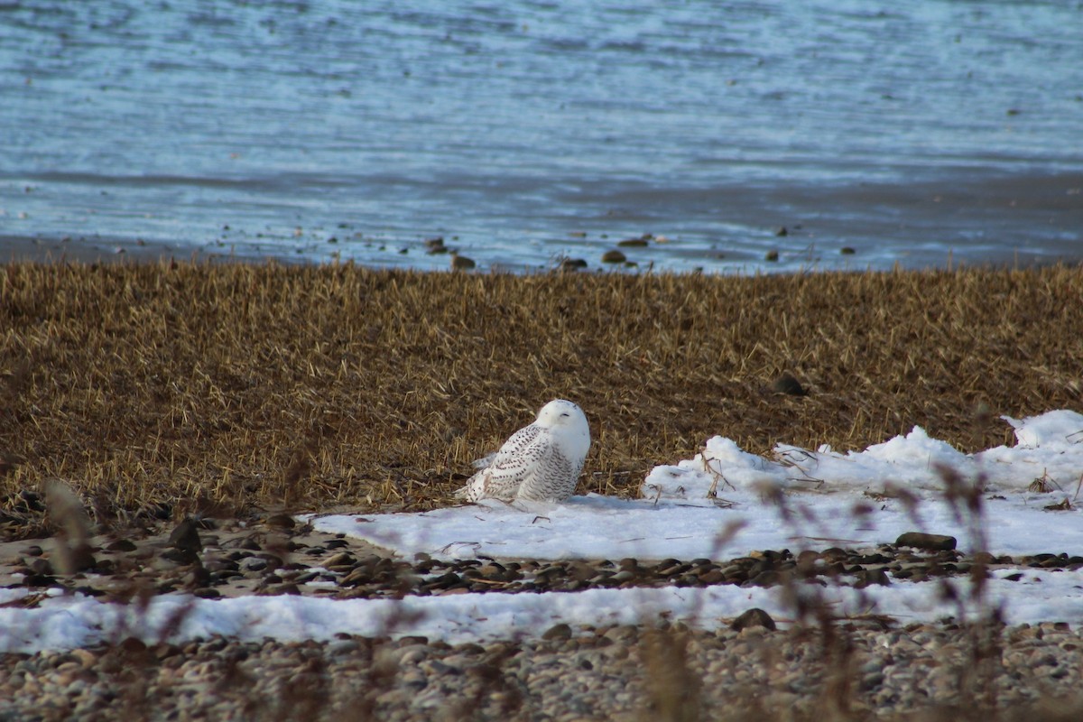 Snowy Owl - ML628001830