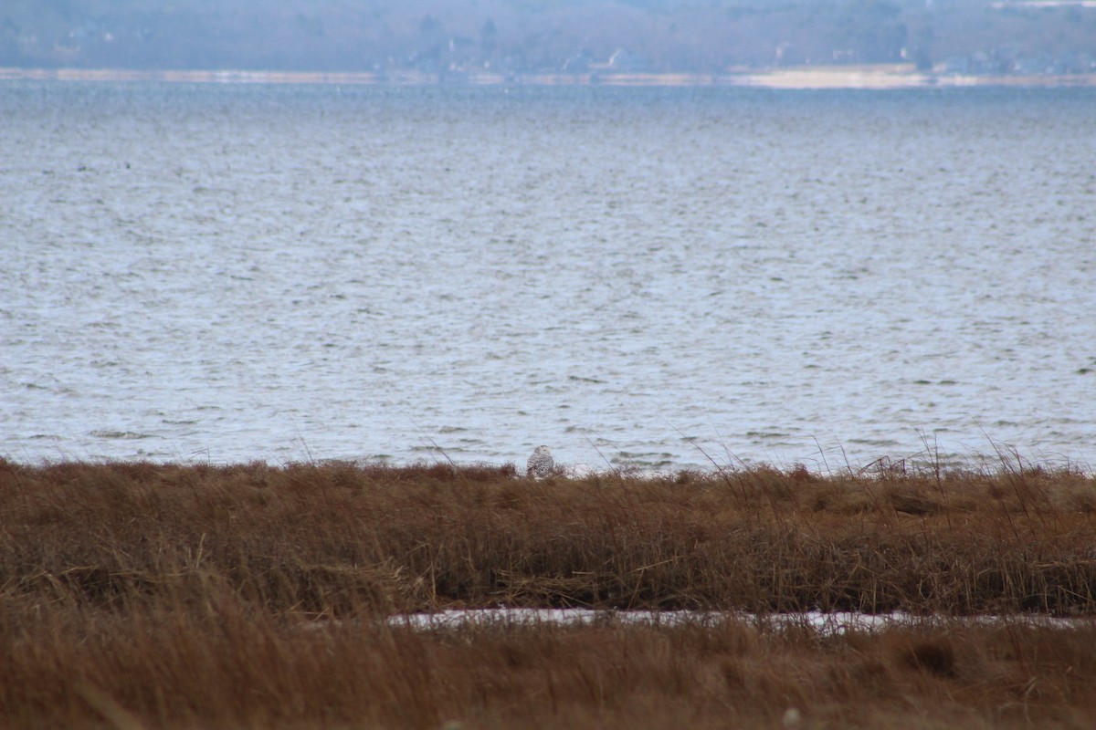 Snowy Owl - ML628001831