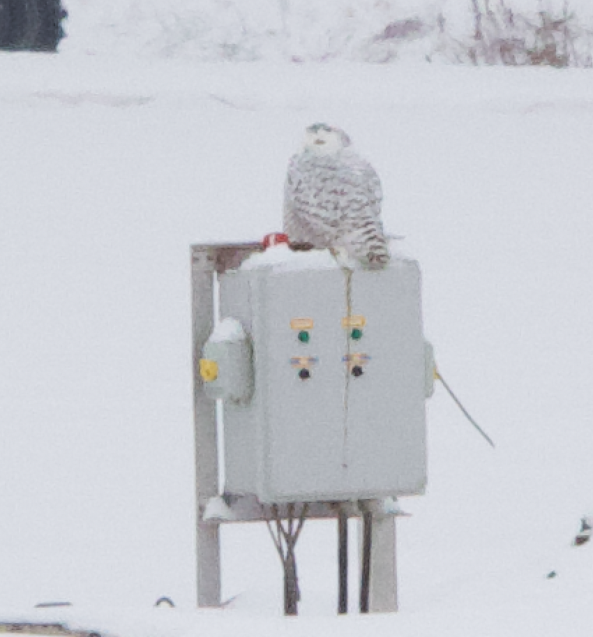 Snowy Owl - ML628001857