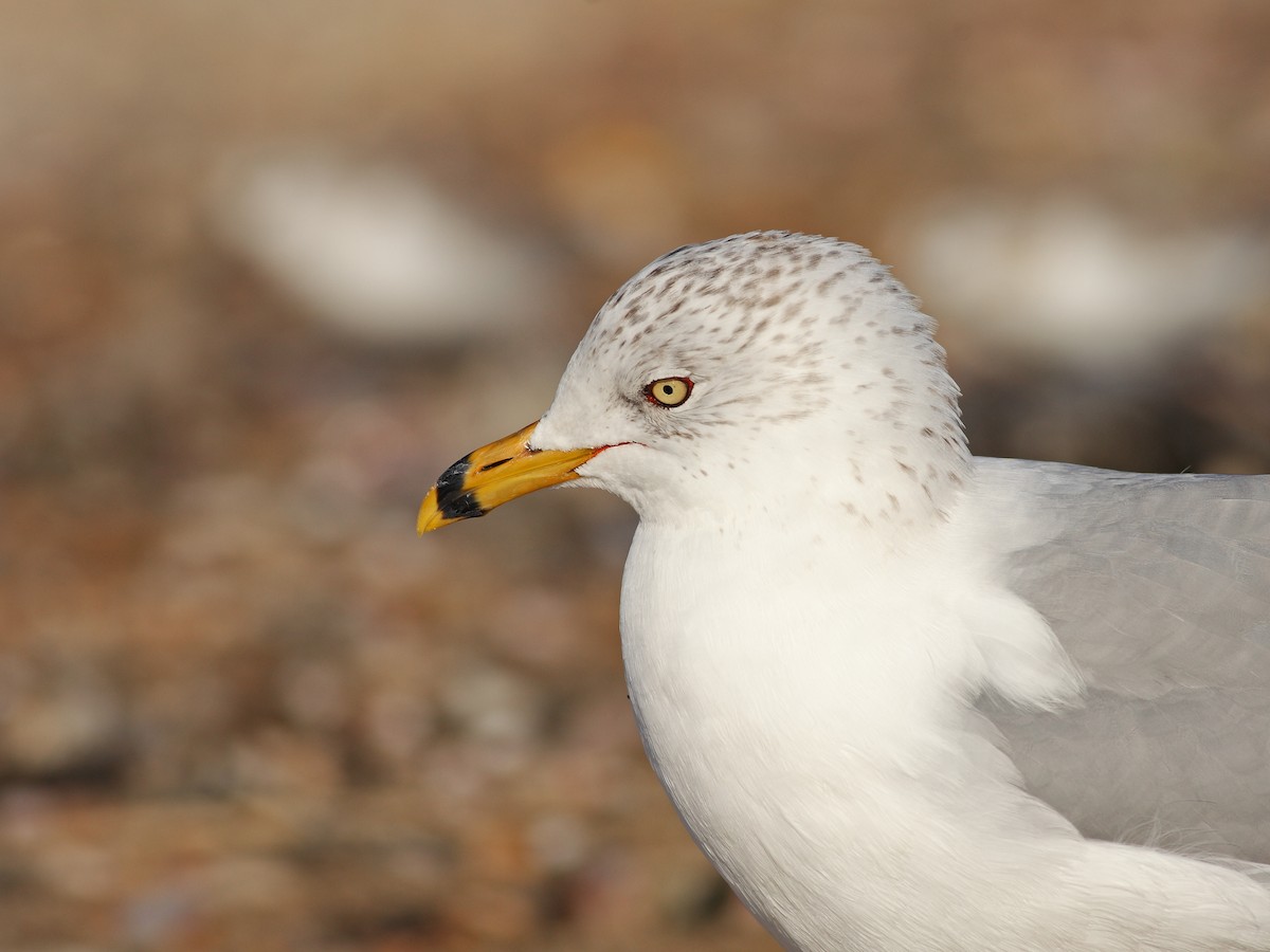 Ring-billed Gull - ML628001905