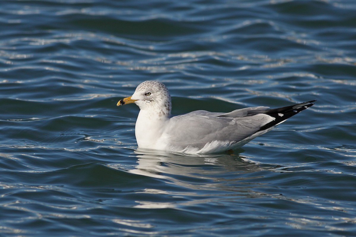 Ring-billed Gull - ML628001910