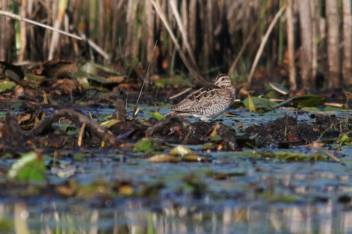 Wilson's Snipe - ML628002076