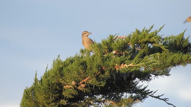 Gray-bellied Shrike-Tyrant - ML628002108
