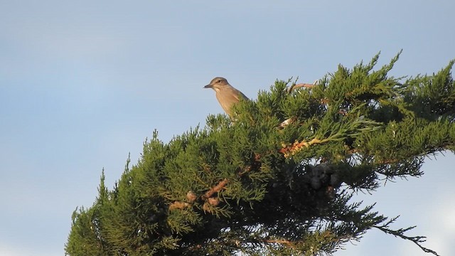 Gray-bellied Shrike-Tyrant - ML628002109