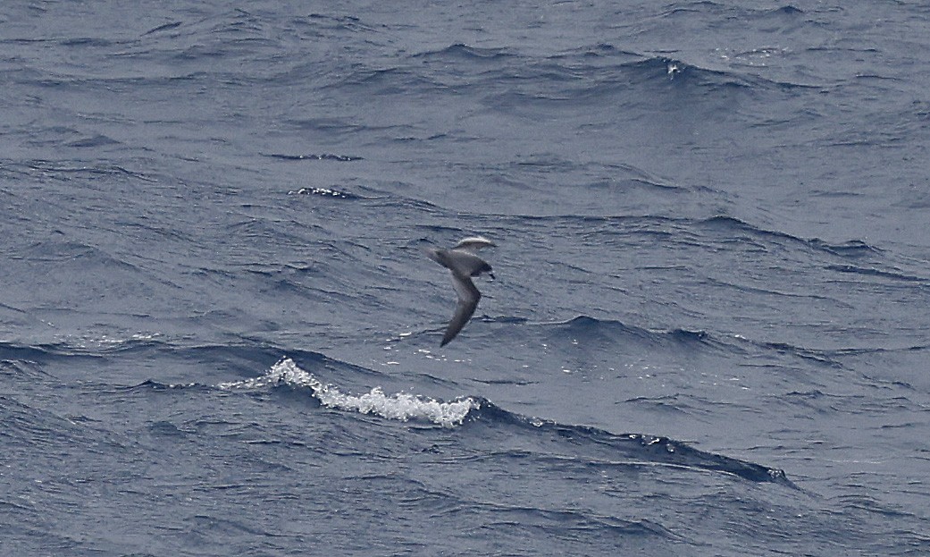 Mottled Petrel - ML628002125