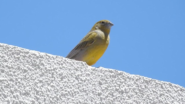 Patagonian Yellow-Finch - ML628002187