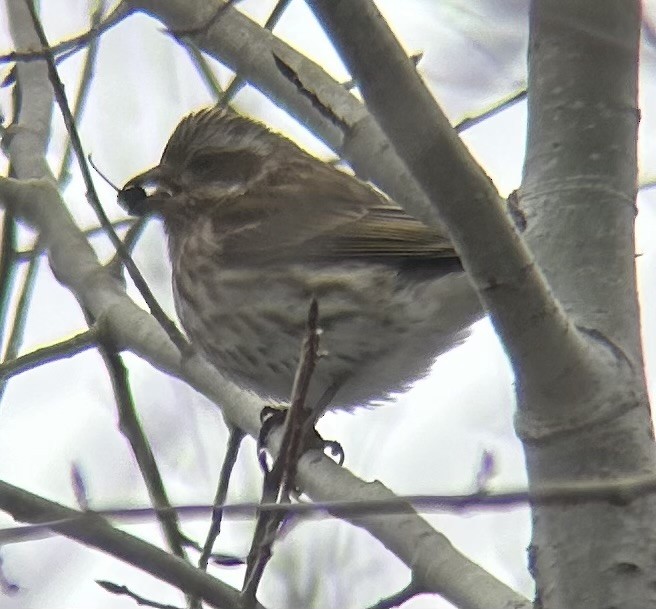 Purple Finch - ML628002189