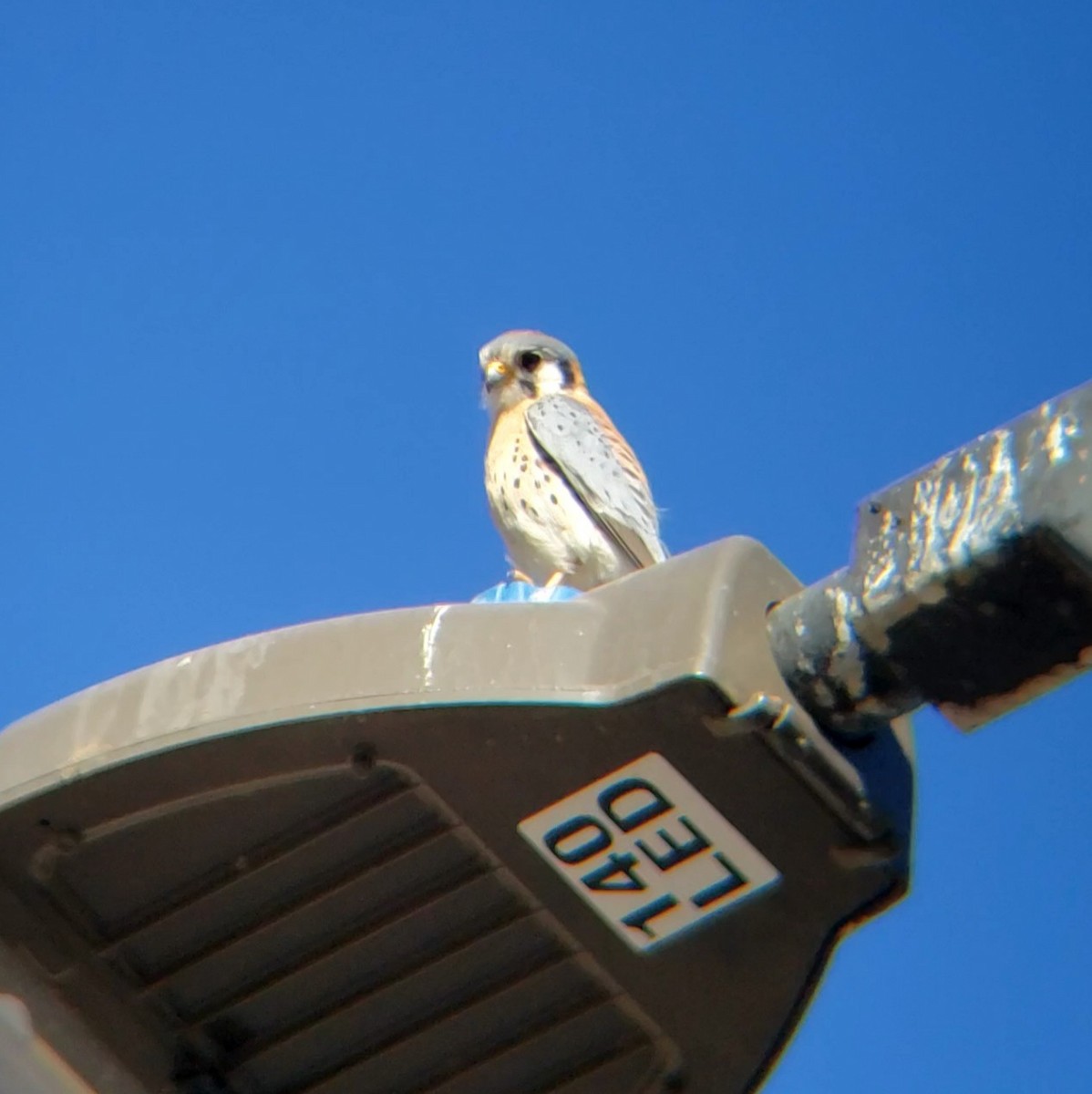 American Kestrel - ML628002205