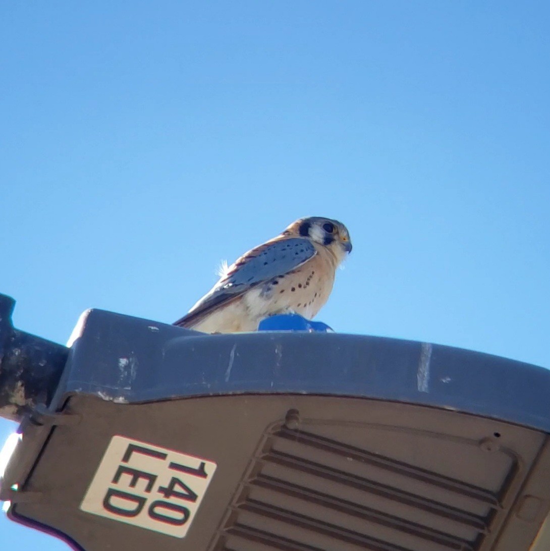 American Kestrel - ML628002206