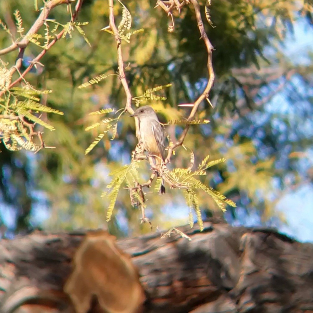 Say's Phoebe - ML628002210