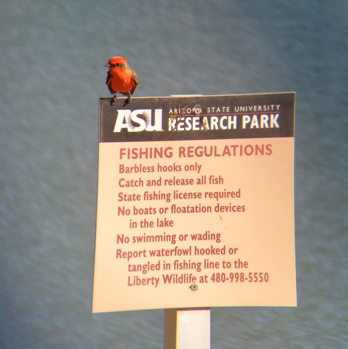 Vermilion Flycatcher - ML628002213