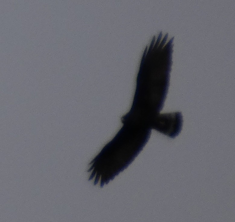 Zone-tailed Hawk - ML628002220