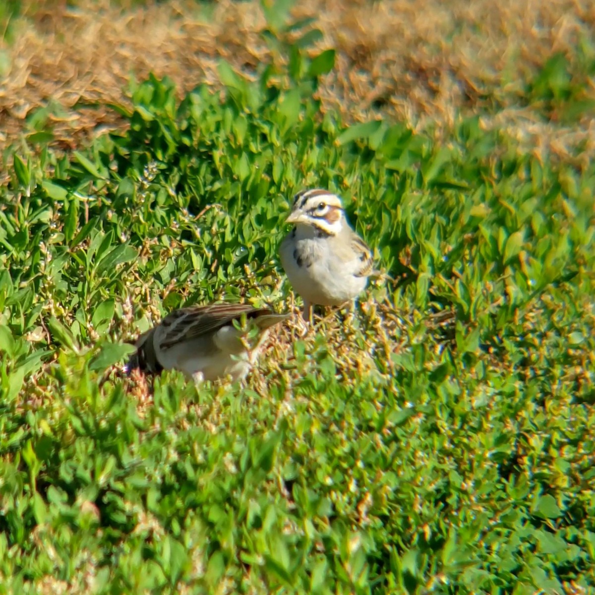 Lark Sparrow - ML628002225