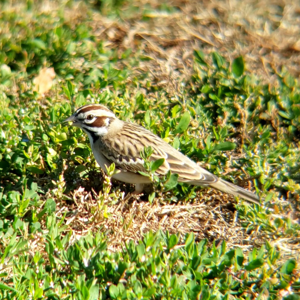 Lark Sparrow - ML628002226