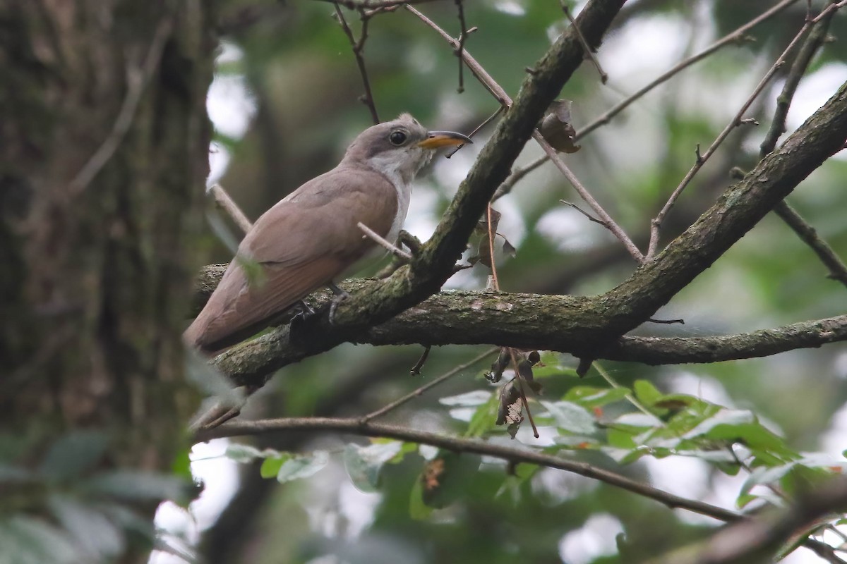 Yellow-billed Cuckoo - ML628002252