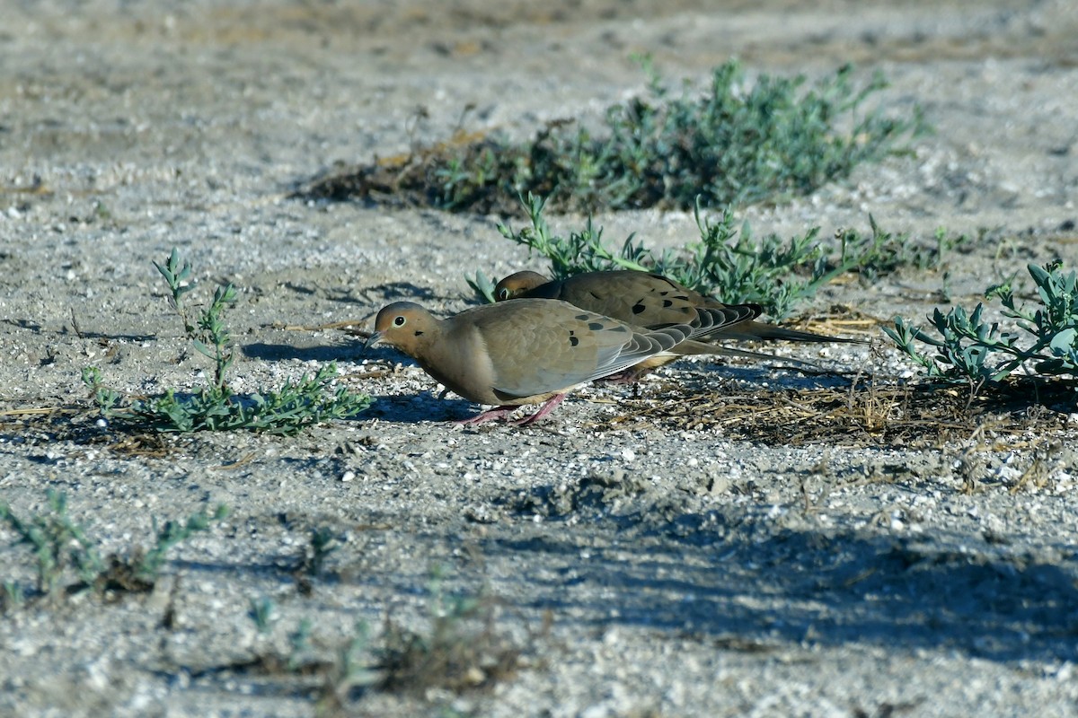 Mourning Dove - ML628002269