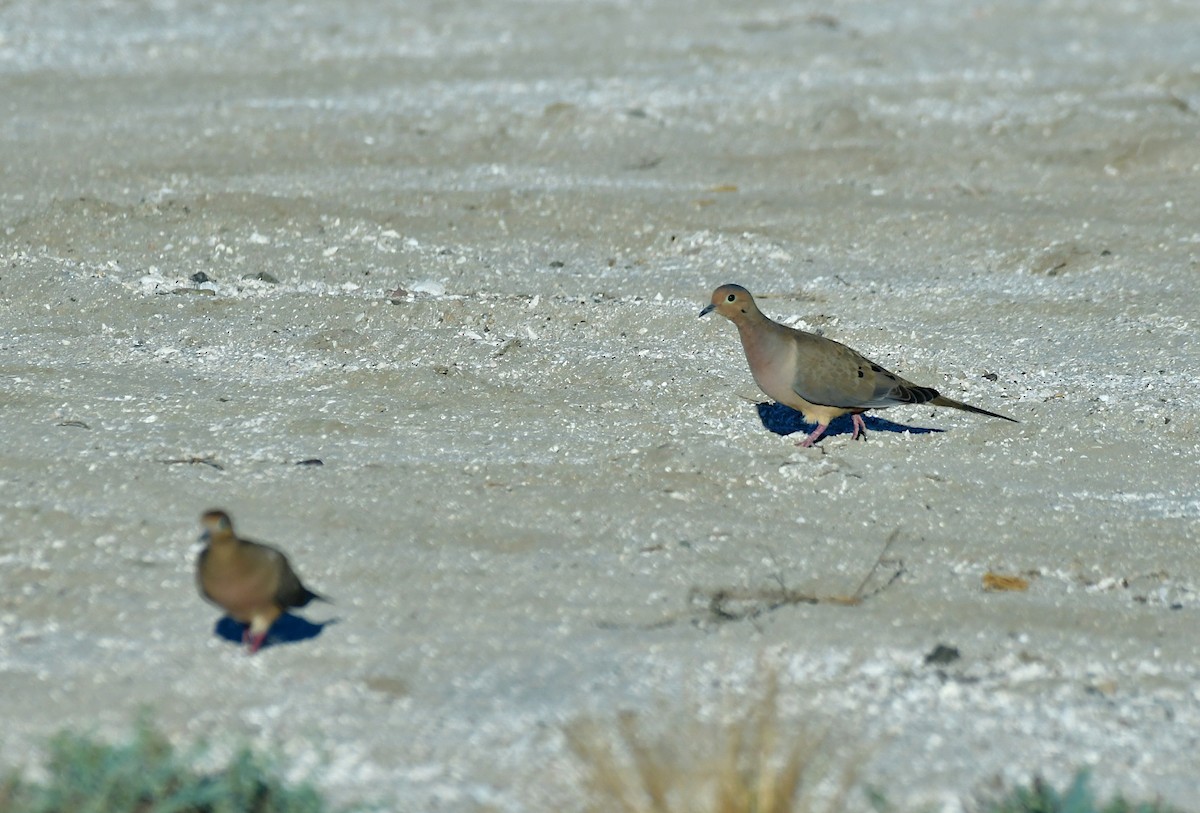 Mourning Dove - ML628002271