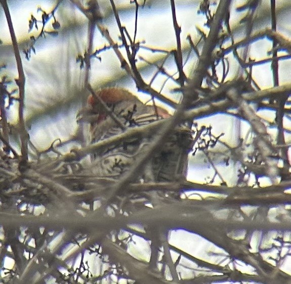 House Finch - ML628002277