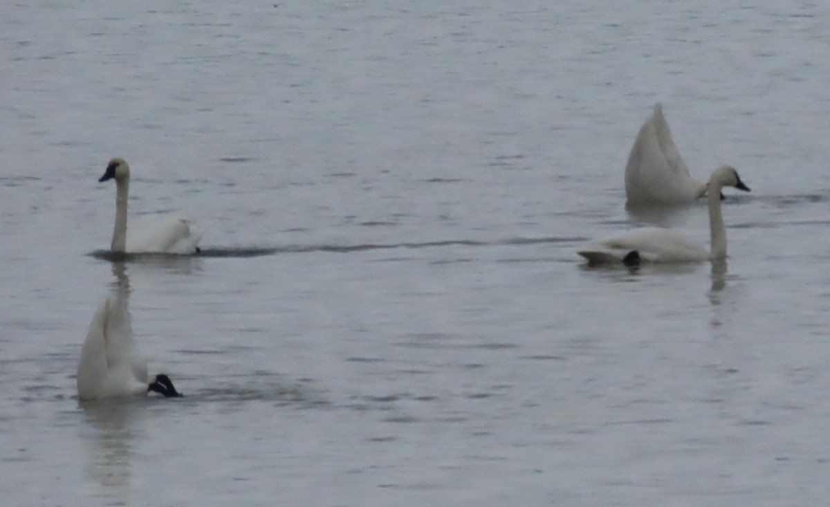 Tundra Swan - ML628002316