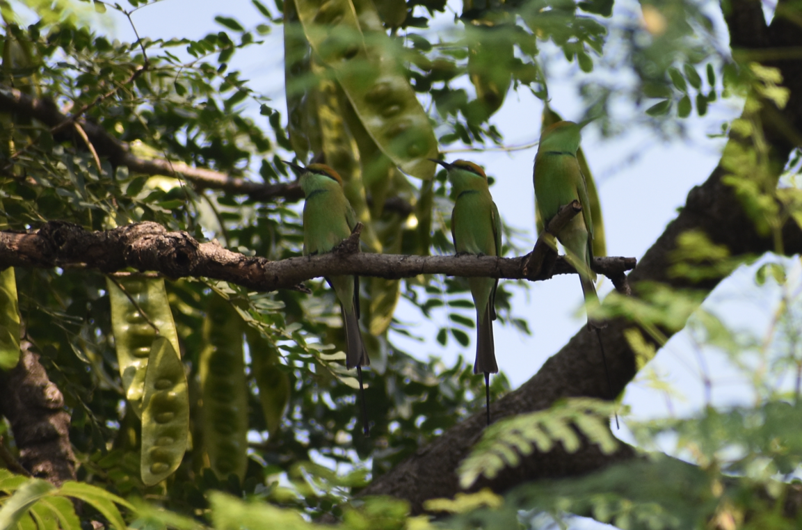 Asian Green Bee-eater - ML628002354