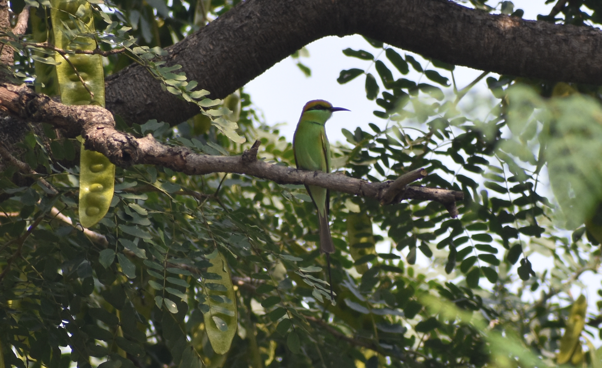 Asian Green Bee-eater - ML628002355