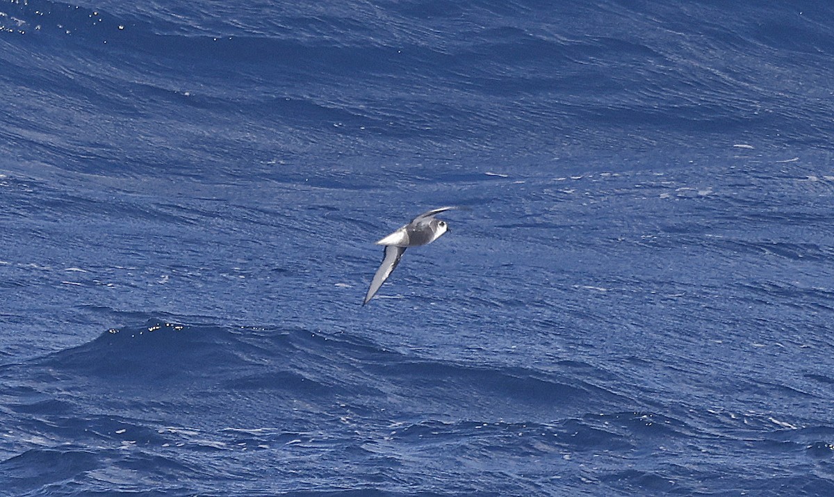 Mottled Petrel - ML628002437