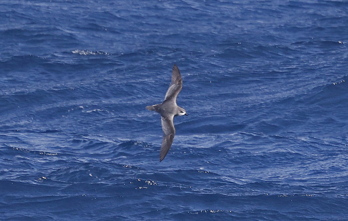 Mottled Petrel - ML628002461