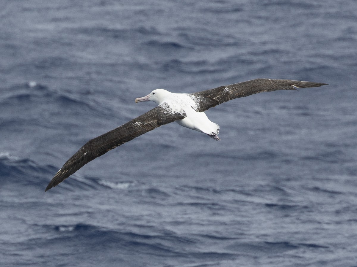 Northern Royal Albatross - ML628002539