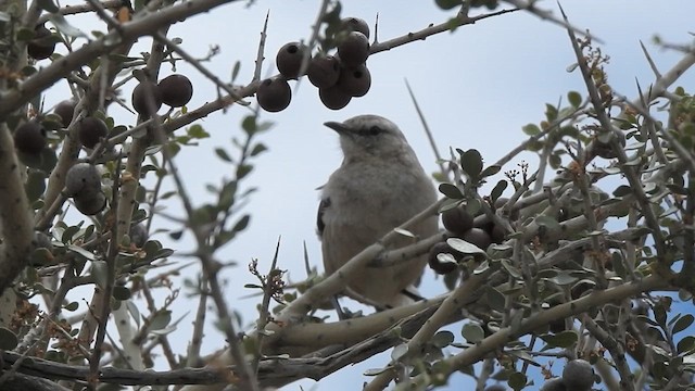 Patagonian Mockingbird - ML628002573
