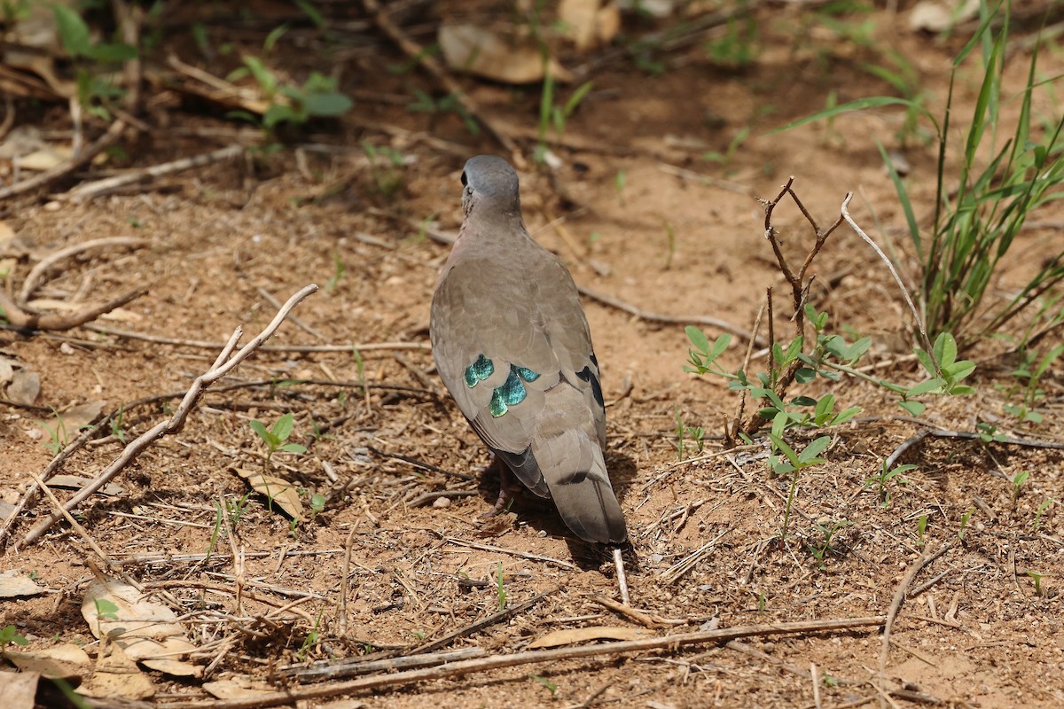 Emerald-spotted Wood-Dove - ML628002688