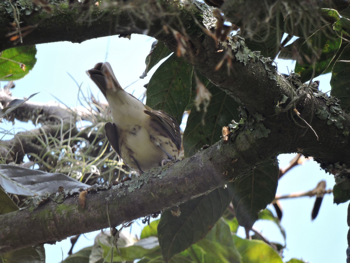 Rose-breasted Grosbeak - ML628002699