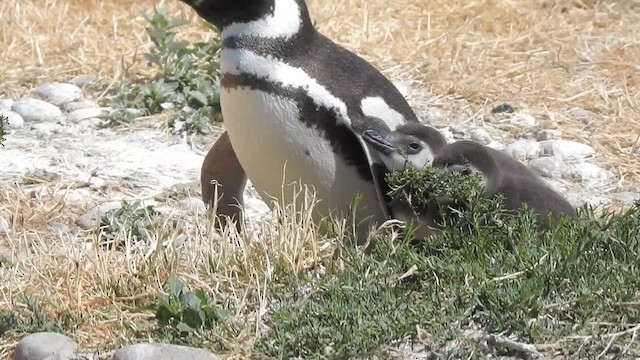 Magellanic Penguin - ML628002708