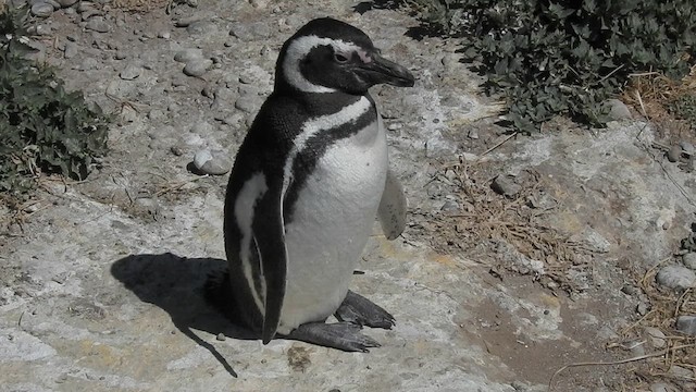 Magellanic Penguin - ML628002709