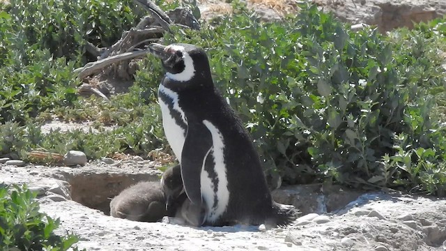 Magellanic Penguin - ML628002711