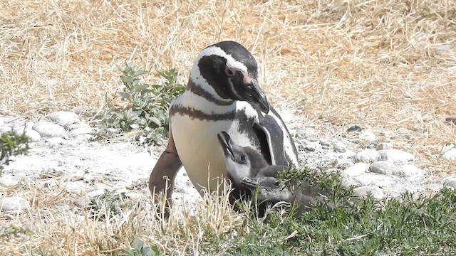 Magellanic Penguin - ML628002713