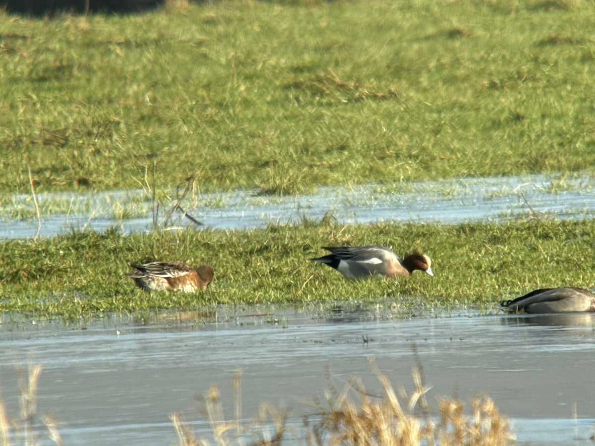Eurasian Wigeon - ML628002716
