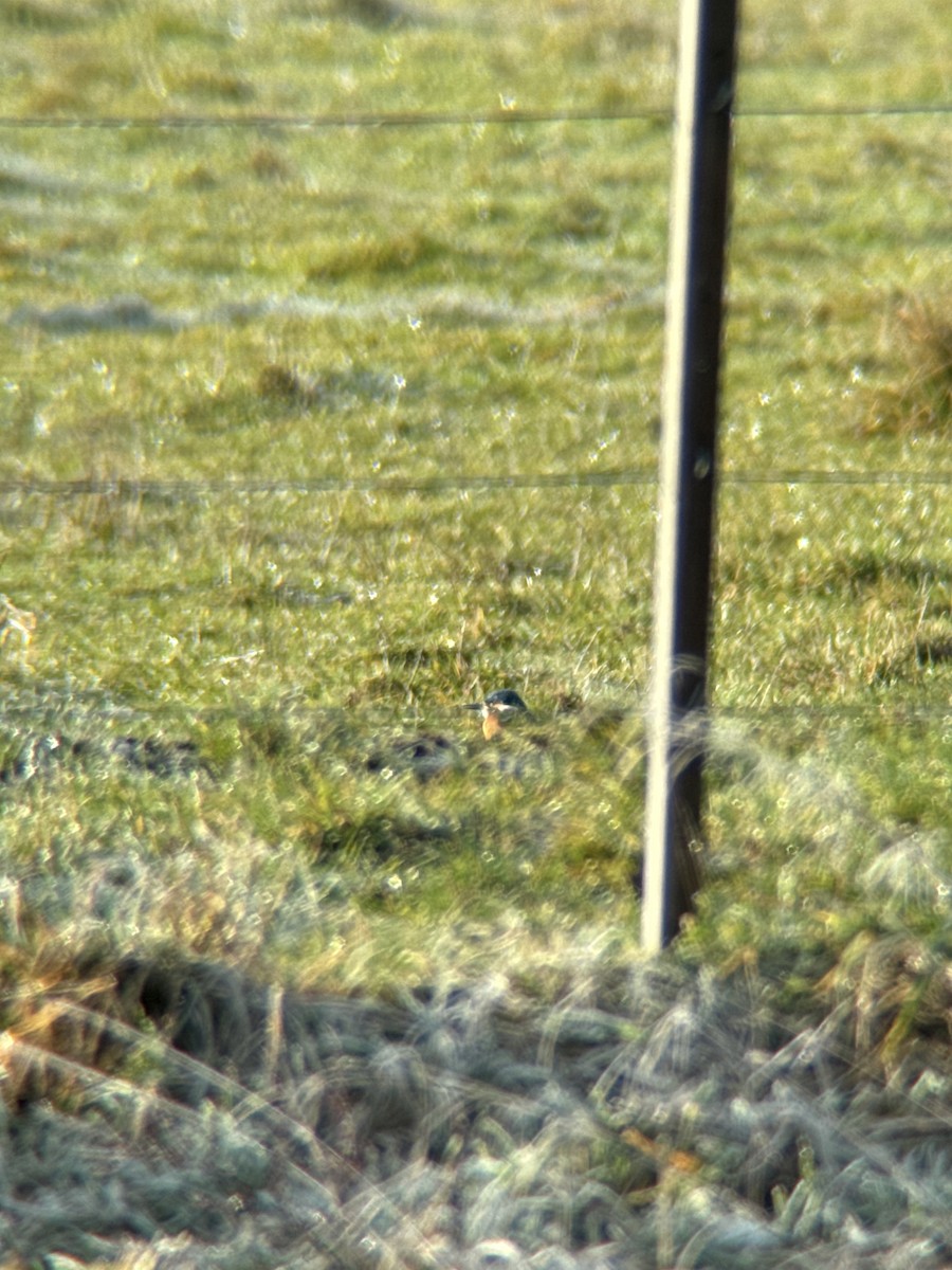 Common Kingfisher - ML628002731
