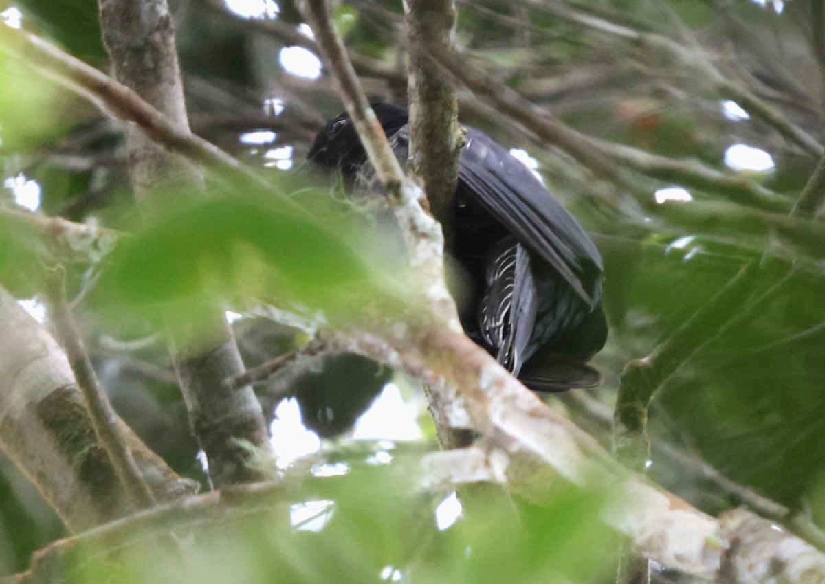 White-crowned Cuckoo - ML628002742