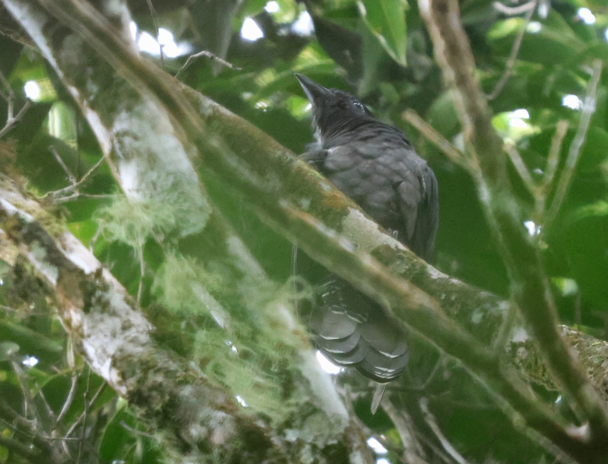 White-crowned Cuckoo - ML628002743